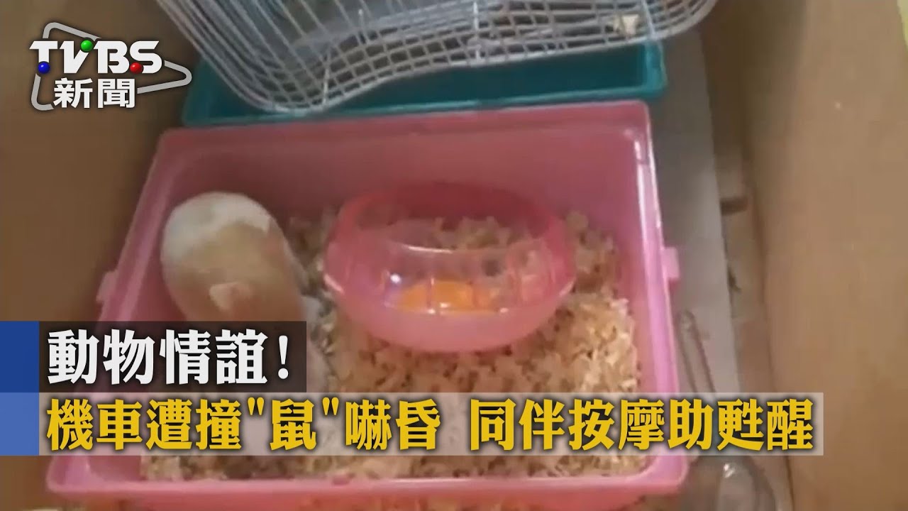 你快醒來！寵物鼠遇車禍嚇昏　同伴急按摩