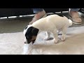 Puppy Vomits Surprising Item At The Vets KevinJonesVet
