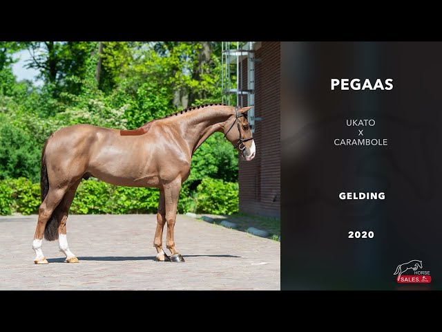 Pegaas