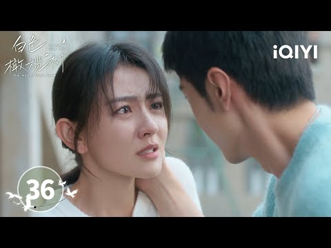 【Multi | FULL】EP36 Li Zan was captured while saving Song Ran. | The White Olive Tree 白色橄榄树 | iQIYI