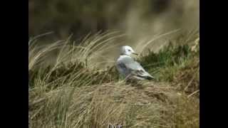 preview picture of video 'Drieteenmeeuw Rissa tridactyla op de Meisterplak, Terschelling, op 12 mei 2013'