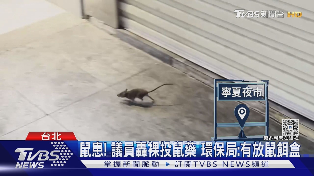 影音/陷鼠患! 議員批裸投鼠藥 環保局:有放鼠餌盒