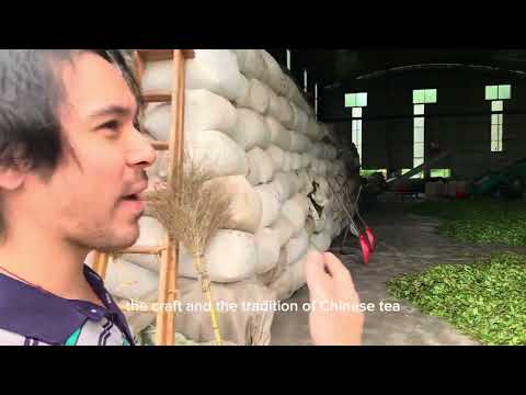 Help Us Make Steeped in Tradition: A Chinese Tea Documentary