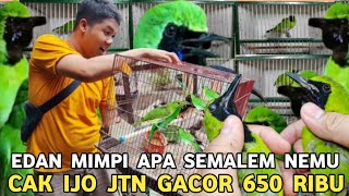 Download lagu BUKAN MIMPI TAPI NYATA || CUCAK IJO JTN GACOR CUMA 650 RIBU MULUS NOMINUS DI PASAR BURUNG PRAMUKA  mp3