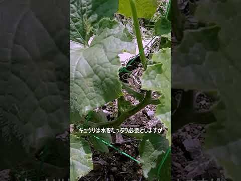 収量を促進するキュウリの仲間は何ですか?自分自身を教育してください！  庭園