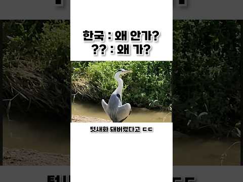 한반도에 적응해버린 생태계 최강자