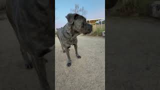 Video preview image #1 Mutt Puppy For Sale in Goodyear, AZ, USA