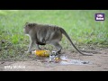 Funny Monkey Videos Funny Pets And Animal
