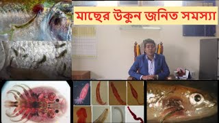 মাছের উকুন জনিত সমস্যা