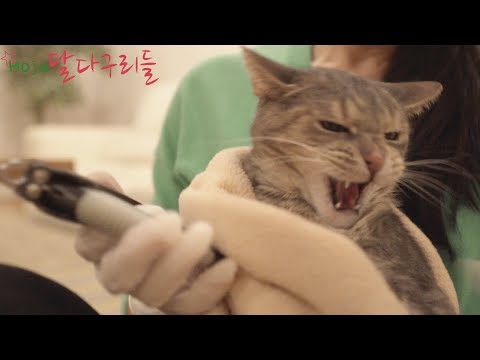 (ENG SUB)How To Trim Your Angry Cats Claw And Brush Furs!
