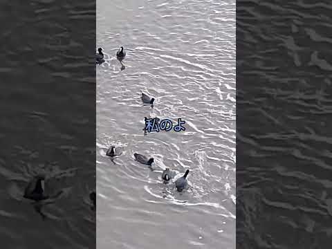 野鳥への餌やりはいつやめるべきですか?春のお手入れ方法は？  庭園