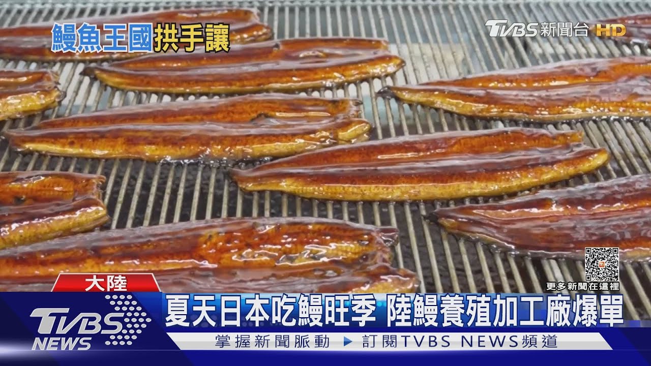 夏天日本吃鰻旺季 陸鰻養殖加工廠爆單