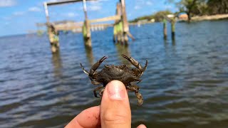FISHING LIVE BLUE CRABS FOR INSHORE SPECIES AROUND DOCKS &amp; PILINGS!