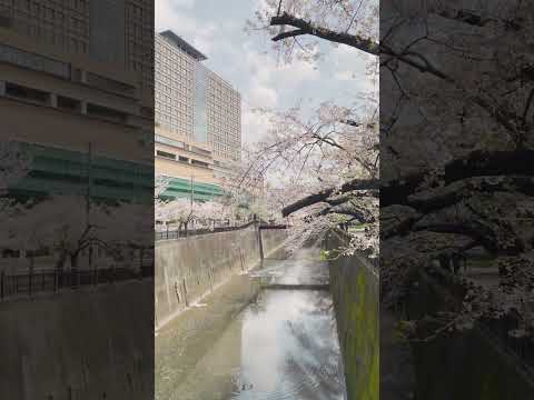 【名所】桜並木 at 帝京大学板橋キャンパス 2023【穴場】