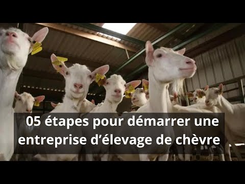 , title : '05 Etape pour démarrer une ferme d'élevage de chèvre à succès en Afrique'