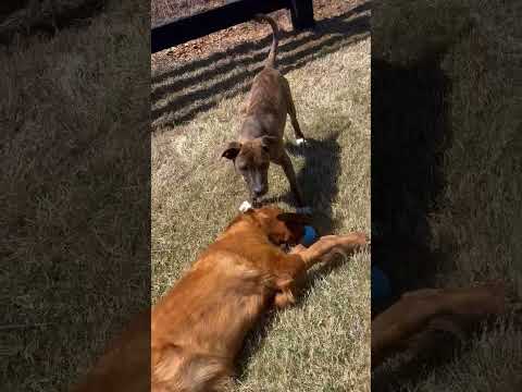 Kyle Kent, an adoptable Hound & Pit Bull Terrier Mix in Alpharetta, GA_image-1