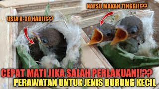 Download lagu Cara merawat anakan burung Prenjak Kepala Merah usian 0-30 hari mp3 Download lagu Cara merawat anakan burung Prenjak Kepala Merah usian 0-30 hari mp3