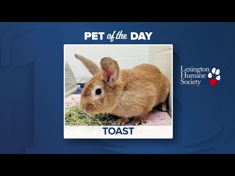 Pet of the Day: Toast