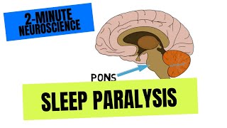2-Minute Neuroscience: Sleep Paralysis