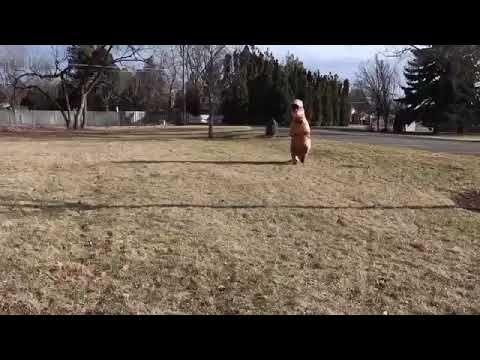 T rex vs Spiderman superhero battle in real life