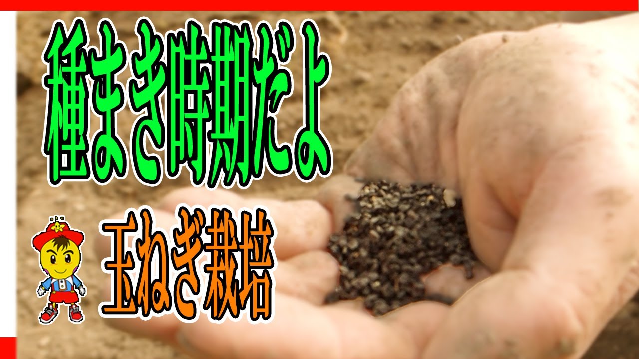 自然栽培での玉ねぎの種まき手法！トレイ育苗と直播きのポイント解説