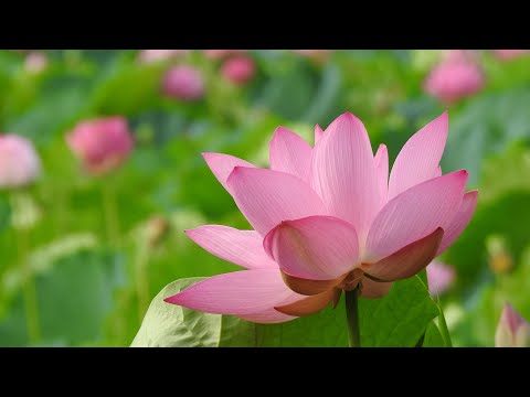 高田城址公園観蓮会