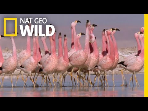 , title : 'These Flamingos Have Sweet Dance Moves | Wild Argentina'