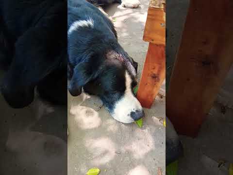 Mejor mañana #casagrande #perros #miradacanina #cordoba