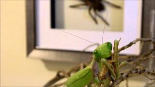 Funny parody - Lil' Wayne & Eminem - Drop the world -  Praying Mantis - "Munch on the crickets head"