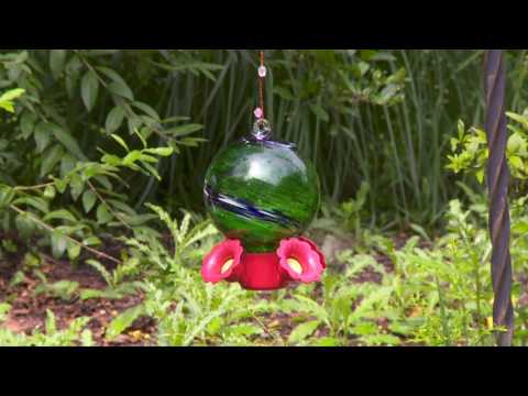 Hummingbird at feeder