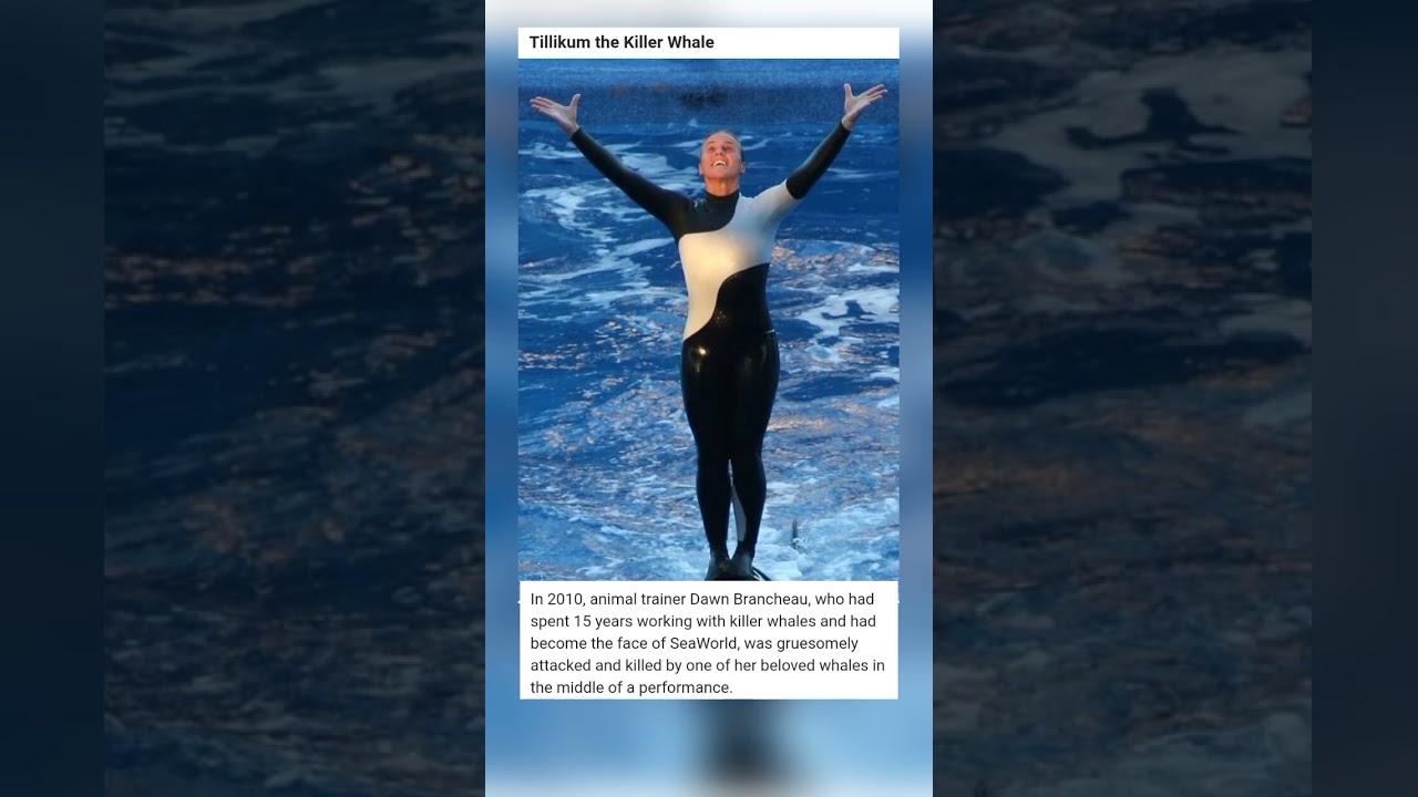 Tillikum the killer whale #animals #oceanpark #killerwhales #shortvideo #shorts #sad