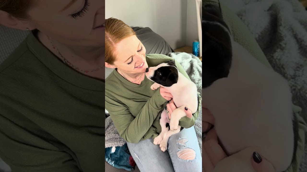 Burrow, an adopted mixed breed in Franklin, TN video 6/6