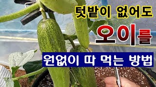 [텃밭농부 1,519]  텃밭이 없어도 오이를 원 없이 따 먹는 방법. #오이재배