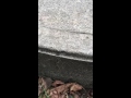 Pavement Ants in Allenhurst, NJ