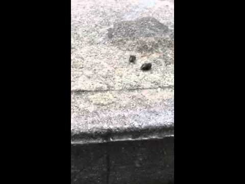 Pavement Ants in Allenhurst, NJ