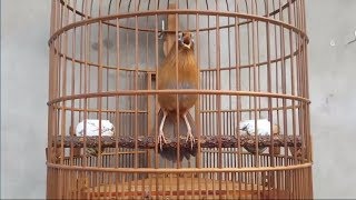 Download lagu 'Green Forest singer ' Birds chirping and nature sounds| Bird Garrulax canorus (Chinese hwamei) mp3 Download lagu 'Green Forest singer ' Birds chirping and nature sounds| Bird Garrulax canorus (Chinese hwamei) mp3