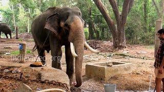 Guruvayoor Narayanan Kutty