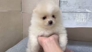 ポメラニアンの動画01