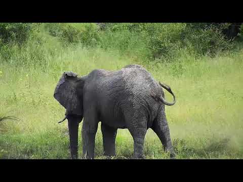 Djuma: Elephant bull has a wallow in the mud - 09:20 - 01/23/21