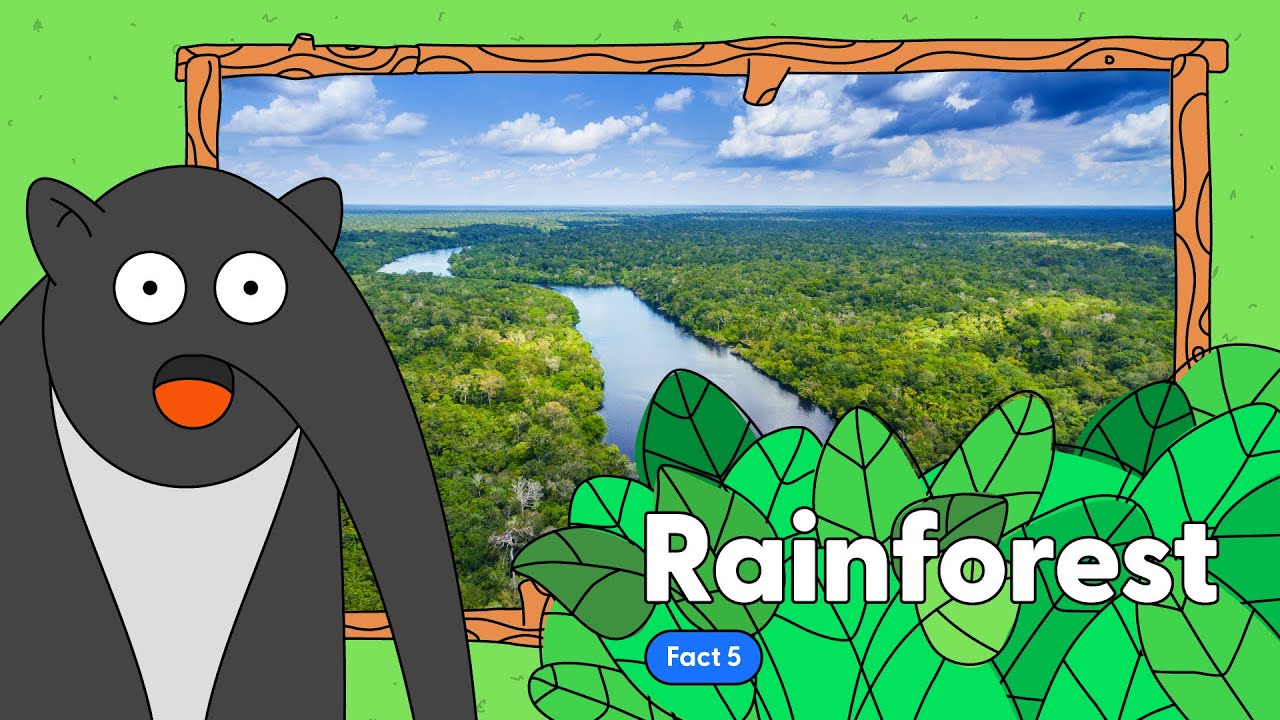 Amazon Rainforest Fact 5