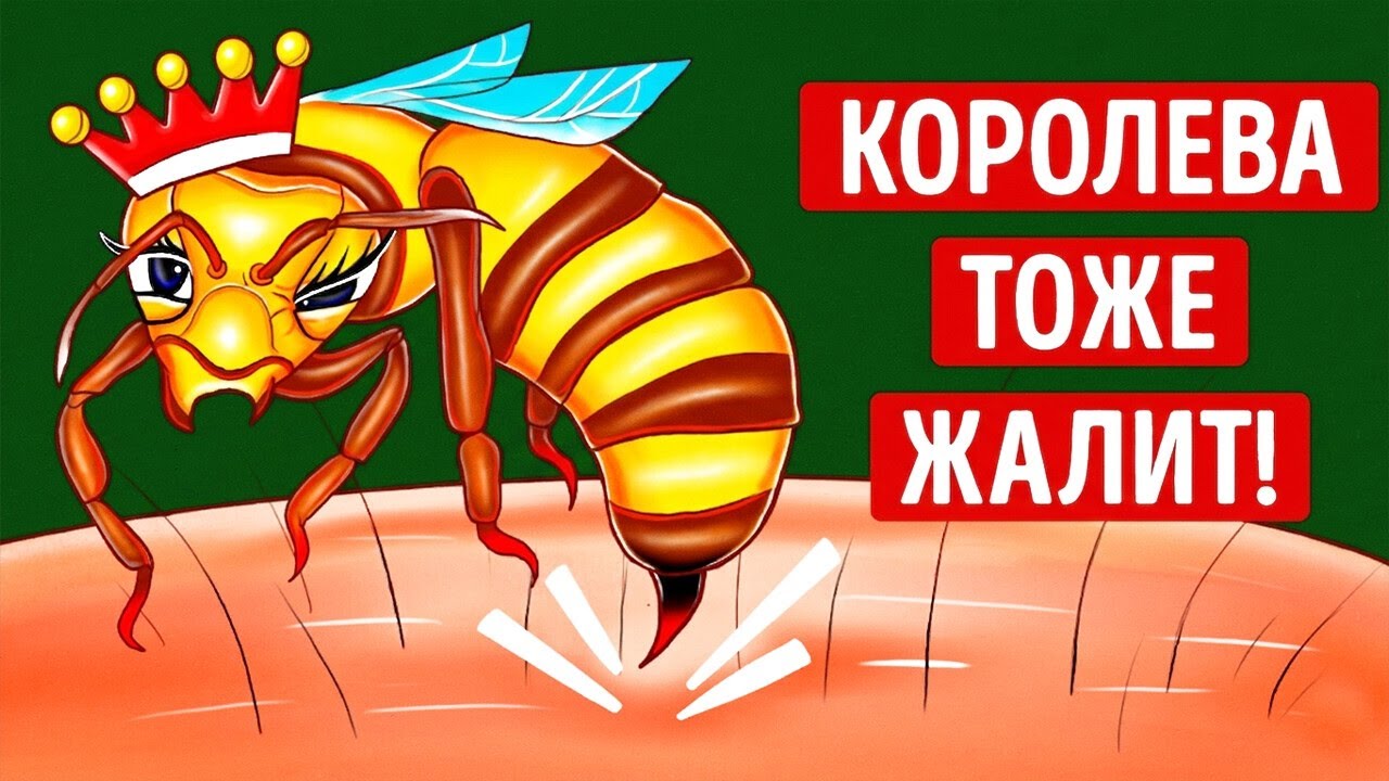 Укус пчелиной матки опаснее обычного? Мы проверили