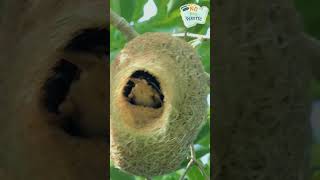 Download lagu Inside the Weaver Bird's Woven Palace 🏡🕊️ #weavers #birds #nest #birdnest #nature #nestmaking mp3 Download lagu Inside the Weaver Bird's Woven Palace 🏡🕊️ #weavers #birds #nest #birdnest #nature #nestmaking mp3
