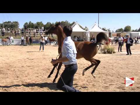 Bergamo 2015 - International Ecaho C-Show - Class 12