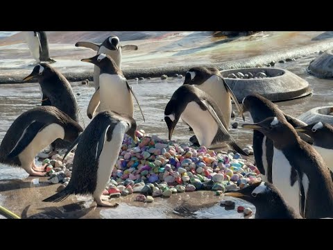 Video Thumbnail: Penguins delight in painted pebbles at Edinburgh Zoo | AFP