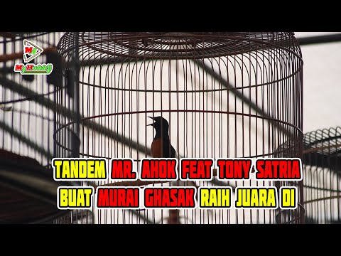 Tandem Mr  Ahok feat Tony Satria buat murai Ghasak raih Juara di Iven Bang Jago