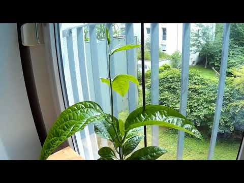 Passion fruit time lapse - does it grow this fast?