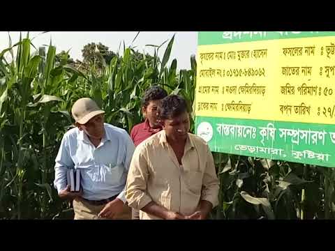 জনাব চন্ডিদাস কুন্ডু, অতিরিক্ত পরিচাল, কৃষি সম্প্রসারণ অধিদপ্তর, যশোর অঞ্চল,যশোর মহোদয়ের মাঠ পরিদর্শন