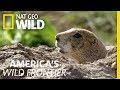 Sounding The Prairie Dog Alert System America S Wild Frontier