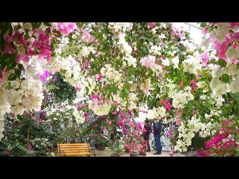 arbuste méditerranéen -Bougainvillier-bonsai-pot