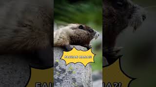 Download lagu Fauzan..!! Fauzan..!! Fauzan Mana?! 🤣 Animal Funny mp3 Download lagu Fauzan..!! Fauzan..!! Fauzan Mana?! 🤣 Animal Funny mp3